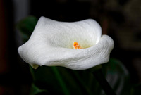 Cally Lily-LP9A0153-Edit