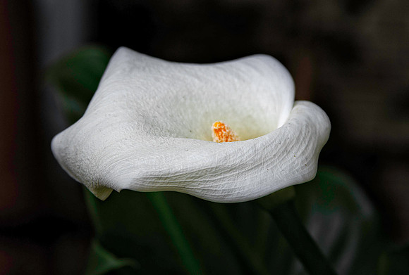 Cally Lily-LP9A0153-Edit