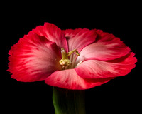 RedFlower_F7A1273