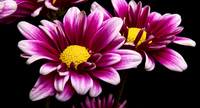 redwhite flower_F7A1324