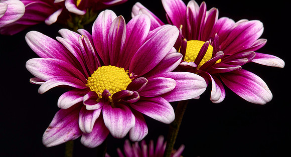 redwhite flower_F7A1324