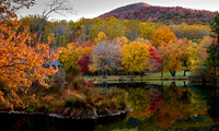 nestedTrees_F7A6431 copy