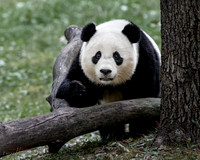 zoo-6708-2