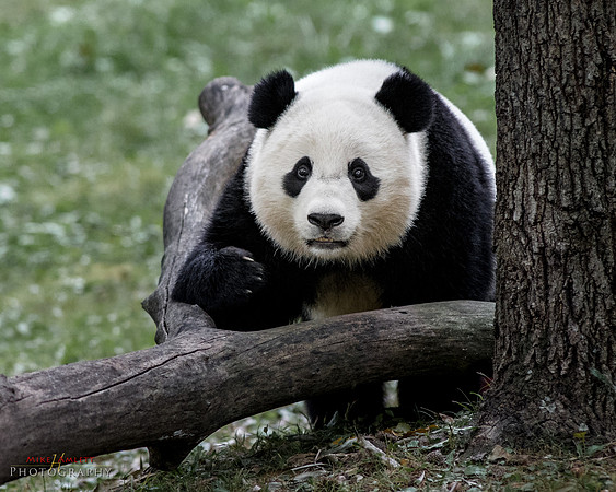 zoo-6708-2