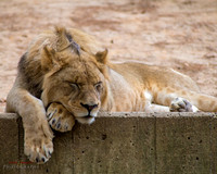 zoo-6750