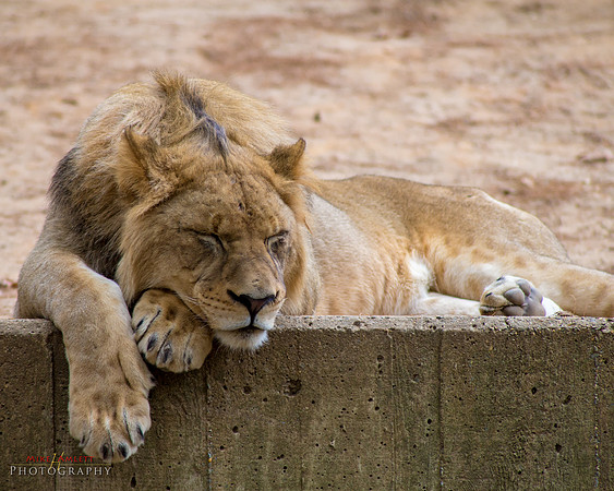 zoo-6750