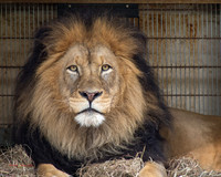 zoo-6777