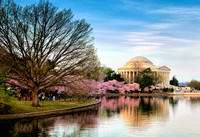 2014CherryBlossoms-8933 resized