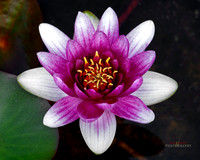 _P9A5128-copy