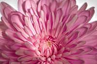 _F7A8188 copy