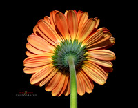 5D-mk-IV-test-0090-copy