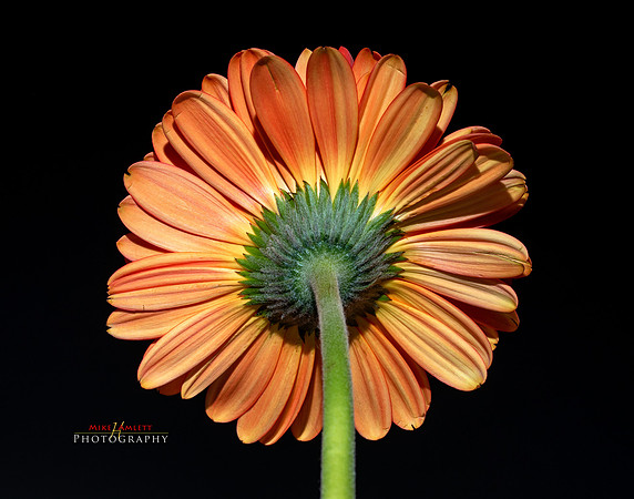 5D-mk-IV-test-0090-copy
