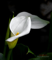 calle lily-Edit resized