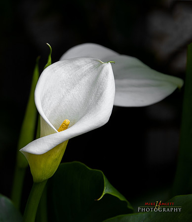 calle lily-Edit resized
