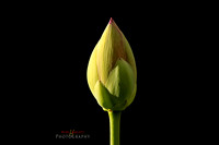 LotusBlossom_bulb resized