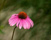 flower resized