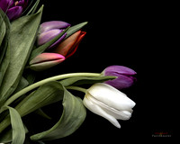 C1pro-GLOBAL00074_1-copy