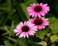 _P9A1246-copy