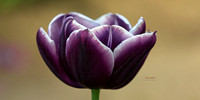 C1pro-purpleTulip_P9A4625 resized 2to1