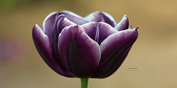C1pro-purpleTulip_P9A4625 resized 2to1