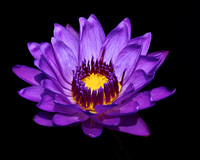 C1pro-_P9A1403 copy