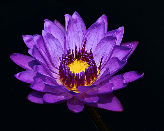 C1pro-_P9A1403 copy