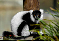 zoo2016-1453