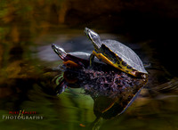 zoo2016-1467