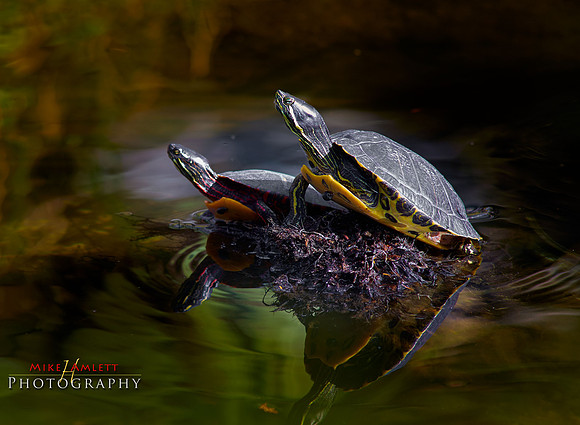 zoo2016-1467