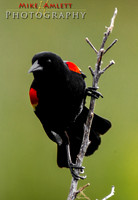 redwing-8188