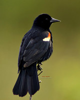 C1pro-_P9A8194 copy