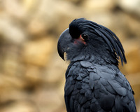 BlackParrot resized