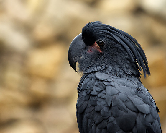 BlackParrot resized