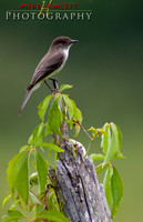 bird-8334