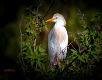 florida-2019-8729-copy