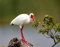 florida-2019-0793-1-copy-3