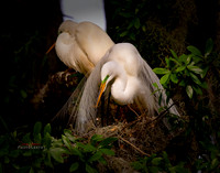 florida-2019-1161-copy