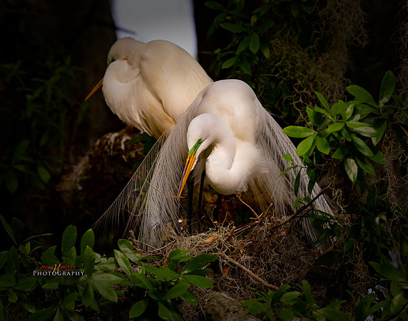 florida-2019-1161-copy