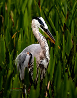 florida-2019-0752-1-copy-2