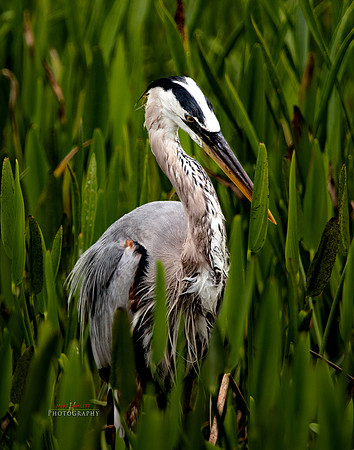 florida-2019-0752-1-copy-2