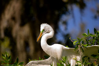 florida-2019-8840