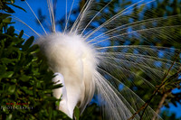 florida-2019-8966