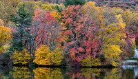 ColorfulTrees_26A7915_2 copy