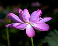 LotusBlossom_MG_7806