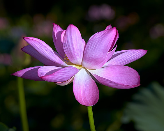 LotusBlossom_MG_7806
