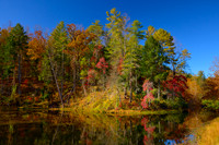 colorful trees_F7A6484_1 copy@0.75x